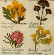 herbier