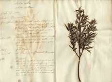herbier