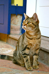 chat