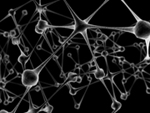 neurones