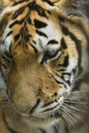 tigre