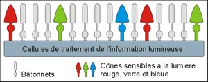 Cônes et bâtonnets